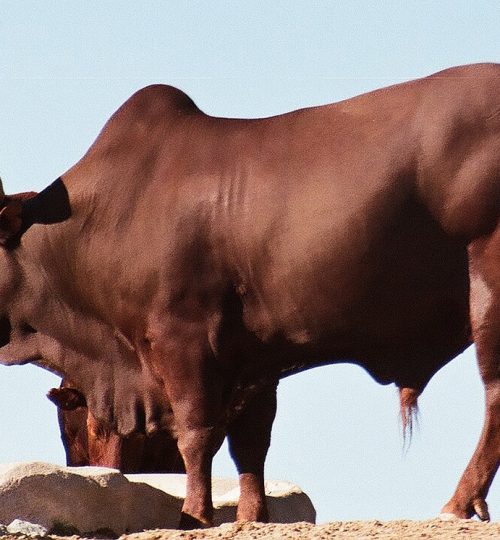 watusi, breed, cattle-17139.jpg